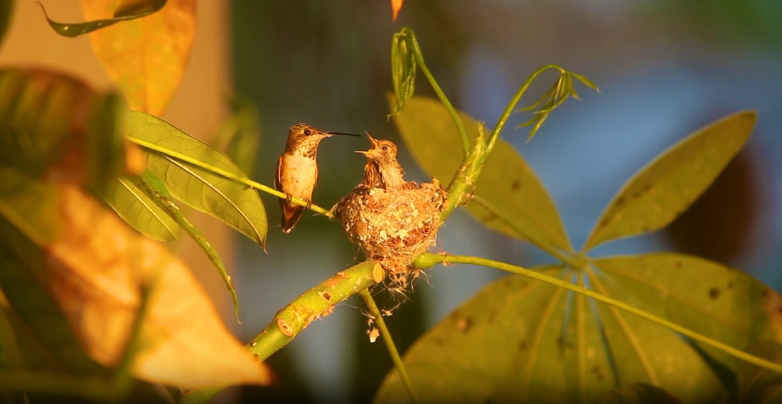 Essy Hummingbird Video