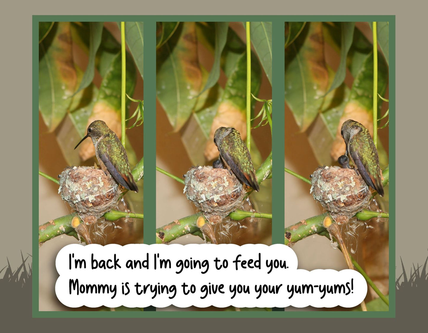 "Welcome, Baby Hummingbirds" Children's Nature Book