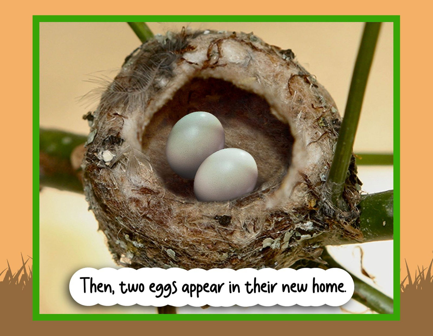 "Welcome, Baby Hummingbirds" Children's Nature Book